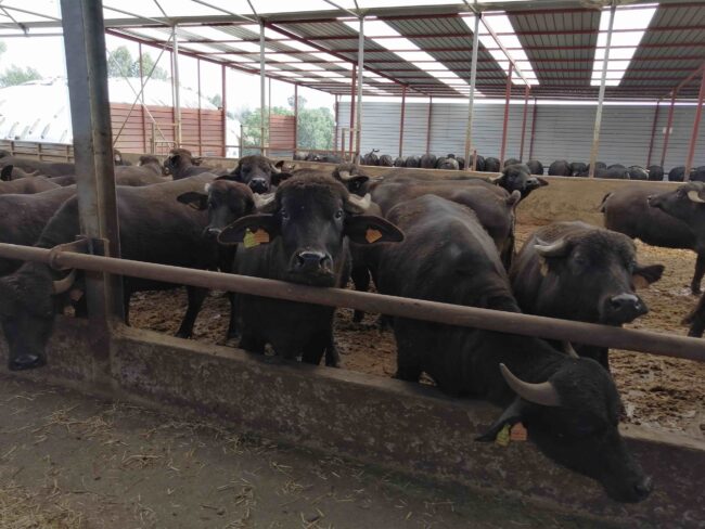 Piani-di-Accoppiamento-RISBufala